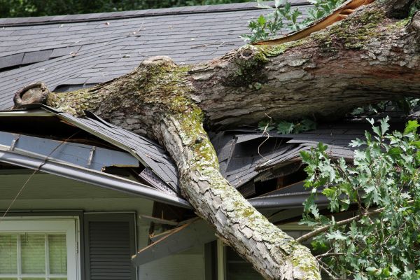Cost of Storm Remediation in Flagstaff